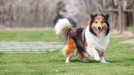 Small spanish dog breeds on sale